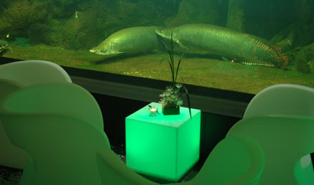 Shark Lounge Aquarium Berlin